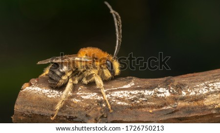 long-horned bee (lat. Eucera longicornis)