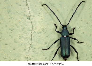 Long-horned Beetle Of The Family Cerambycidae