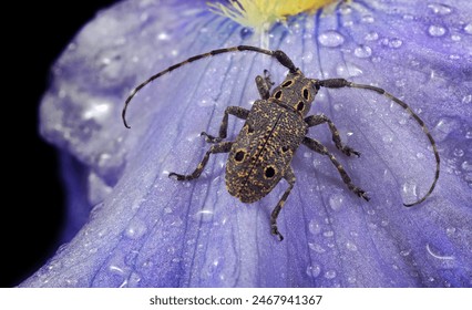 longhorned beetle on a flower in drops of dew. selective focus - Powered by Shutterstock