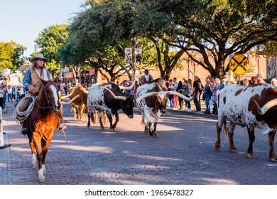 Longhorns in the Stockyards, November 21,  2018:    Longhorn Cattle Drive at the  Fort Worth Stockyards accompanied by cowboys on horses. 
