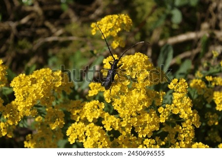 Longicorn beetle in the garden