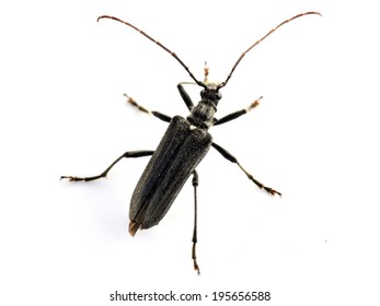 The longicorn beetle Oxymirus cursor male on white background