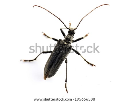 The longicorn beetle Oxymirus cursor male on white background