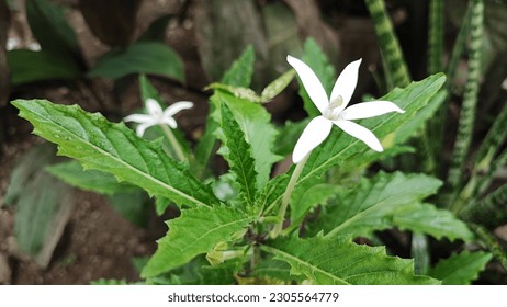 Longiflora hippobroma flower is a very beautiful flower plant for cultivation, hippobroma longiflora becomes ornamental in tropical regions with easy care, Indonesia - Shutterstock ID 2305564779