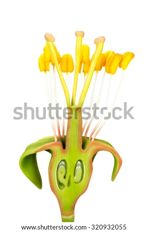 Longitudinal section of flower model with stamens and pistils isolated on white background