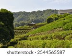 The Longjing Tea Terraces in Hangzhou China