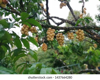 Longkong Fresh Longkong On Tree Stock Photo 1437664280 | Shutterstock