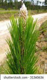 Longleaf Pine