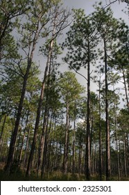 A Longleaf Pine Tree Forest