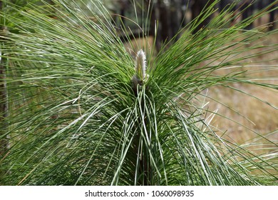 Longleaf Pine Trees