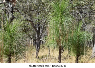 Longleaf Pine Trees