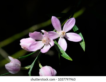 Long-leaf Waxflower, Philotheca Myoporoides In The Forest, Muogamarra Nature Reserve Australia