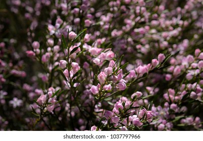 Long-leaf Waxflower, Philotheca Myoporoides In The Forest, Muogamarra Nature Reserve Australia