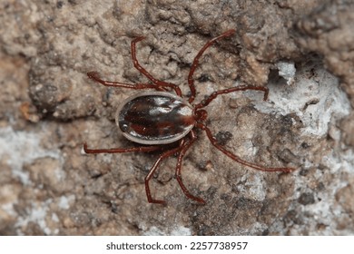 The Long-legged bat tick (Ixodes vespertilionis) on the wall of the cave