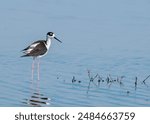 A long-legged Black-necked stilt, Himantopus mexicanus, with fluffed out feathers is wading in the water. The water is blue with a few blades of grass above the surface. Copy space.