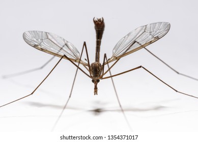 Long-legged crane fly