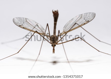 Long-legged crane fly