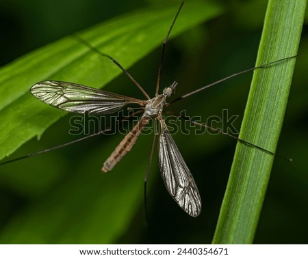 A long-legged ent crane fly sits on several green stems in a thicket of meadow grass on a cloudy summer day.