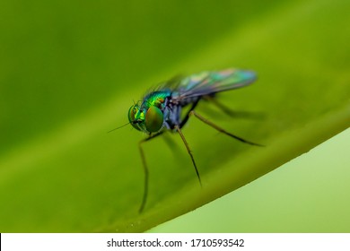 Leaf Bug Hd Stock Images Shutterstock