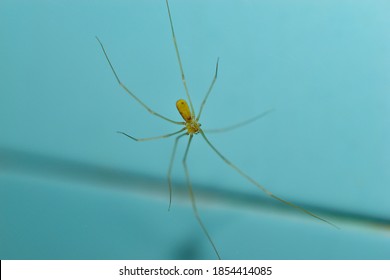 Long-legged spider in the bathroom close-up - Powered by Shutterstock