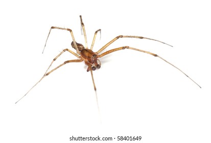 Giant House Spider Eratigena Atrica Side Stock Photo (Edit Now) 1485261014