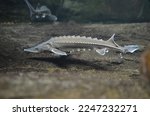 a long-lived and late-maturing sturgeon