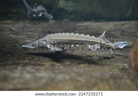 a long-lived and late-maturing sturgeon