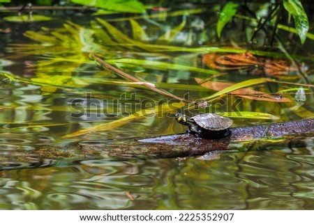 A long-lived side-necked turtle native to the Amazon rivers. Males and juvenile females have yellow head markings. These turtles spend time basking along the riverbanks and in calm waters.