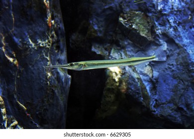 Longnose Gar Fish