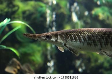 Longnose Gar Fish In The Lake