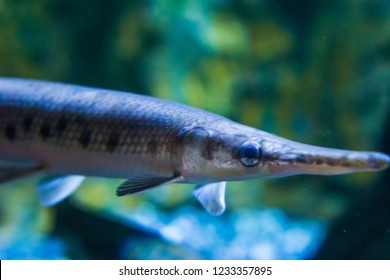 421 Tropical gar Images, Stock Photos & Vectors | Shutterstock