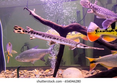 Longnose Gar (Lepisosteus Osseus)