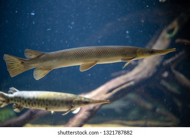 Longnose Gar (Lepisosteus Osseus) Can Be Found In Freshwater In America