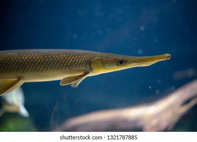 Longnose Gar (Lepisosteus Osseus) Can Be Found In Freshwater In America