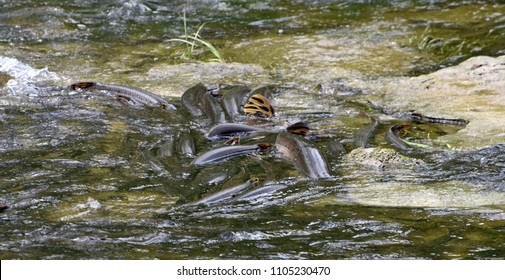 Longnose Gar Spawning