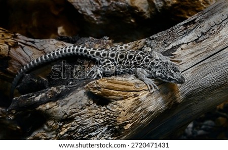 Long-nosed leopard lizard on the beam. Latin name - Gambelia wislizenii