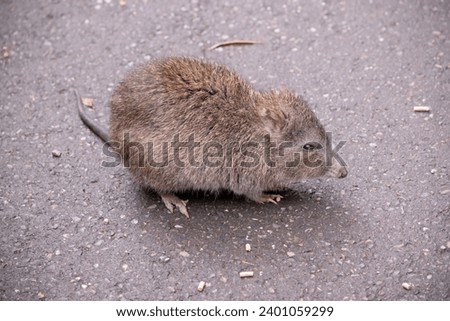 Similar – Image, Stock Photo nutria Nature Animal Pelt