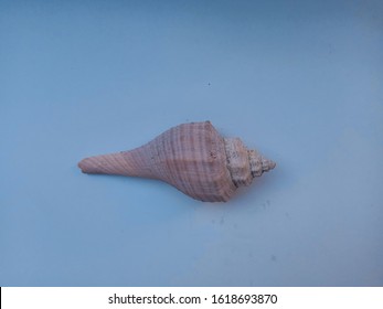 Longshaped Shells White Background Shell Sea Stock Photo 1618693870 ...