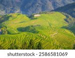 The Longsheng Rice Terraces (Dragon