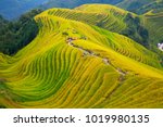 The Longsheng Rice Terraces(Dragon