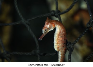 Longsnout Seahorse (Hippocampus Reidi) In Public Aquarium