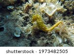 Long-snouted seahorse (Hippocampus guttulatus) in Adriatic sea, Croatia
