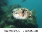 Long-spine porcupinefish also know as spiny balloonfish - Diodon 