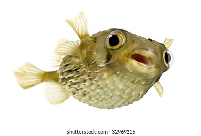 Longspine Porcupinefish Know Spiny Balloonfish Diodon Stock Photo ...