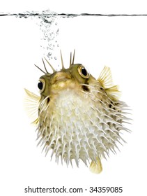 Long-spine porcupinefish also know as spiny balloonfish swimming below the waterline - Diodon holocanthus in front of a white background