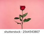 Long-stemmed red rose rising against a vibrant pink backdrop, capturing the essence of love and romance, perfect for celebrating valentine