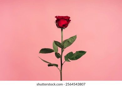 Long-stemmed red rose rising against a vibrant pink backdrop, capturing the essence of love and romance, perfect for celebrating valentine's day and special occasions