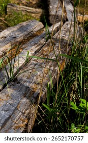 long-stemmed tree at forest, long-stemed