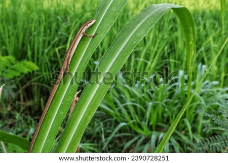 A long-tailed brown lizard, crawling on a green leaf, on a blurred background.