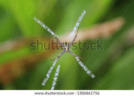 Similar – Image, Stock Photo Garden snail XV